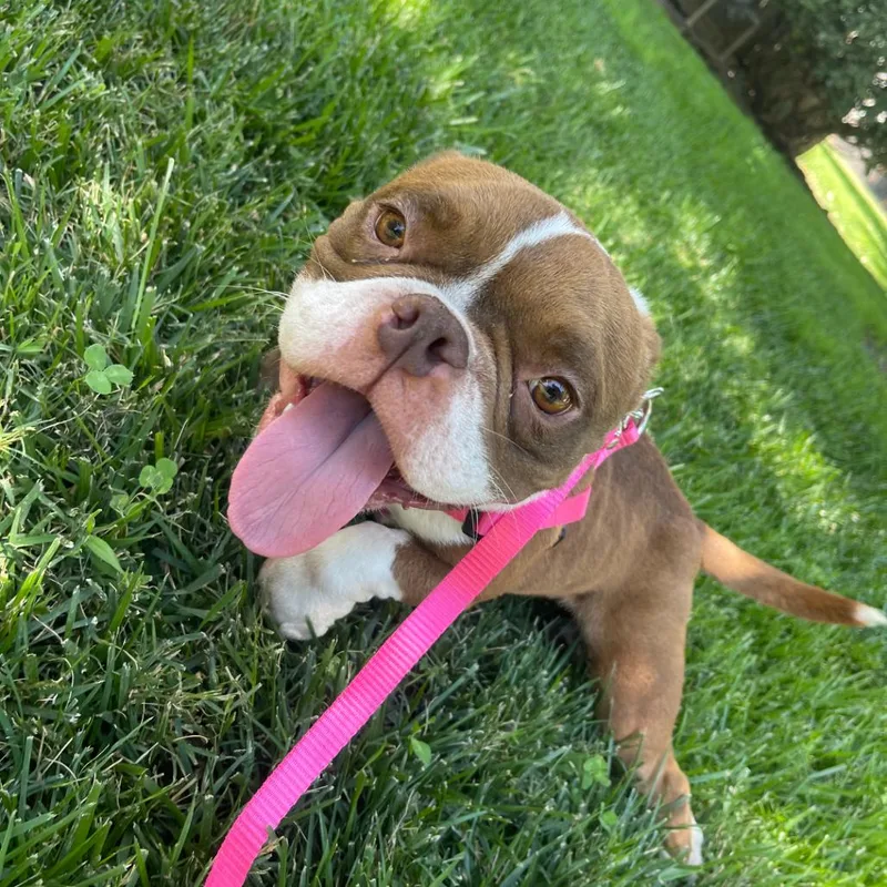 An adult medium-sized female English Bulldog dog named Jeannie for adoption in Chico, CA