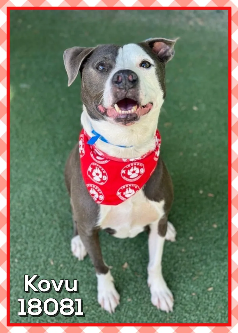 An adult medium-sized male Gray / Blue / Silver American Staffordshire Terrier dog named Kovu for adoption in Marietta, GA