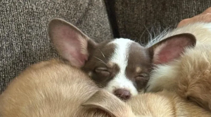 A baby small-sized female Tricolor (Brown, Black, & White) Chihuahua dog named Hazel for adoption in Warrenton, MO