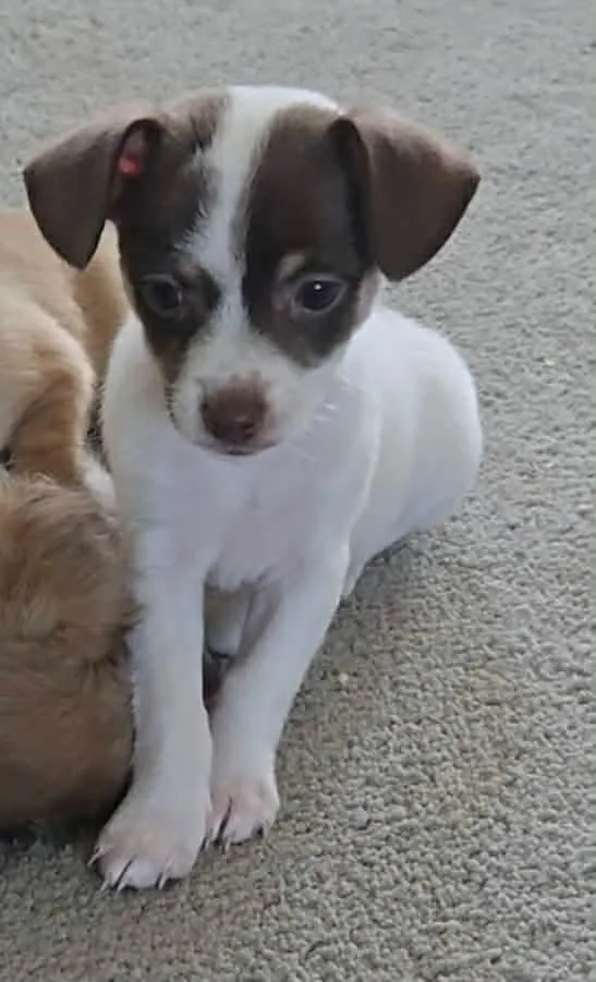 Hazel thumbnail 2