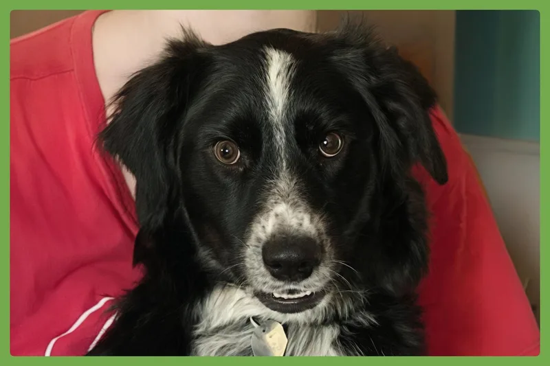 A baby medium-sized female Tricolor (Brown, Black, & White) English Springer Spaniel dog named Millie for adoption in Amherst, MA
