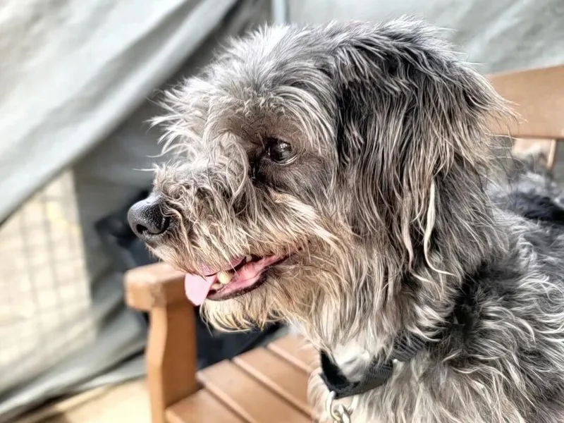 An adult small-sized female Gray / Blue / Silver Mixed Breed dog named Ella Mae for adoption in New York, NY