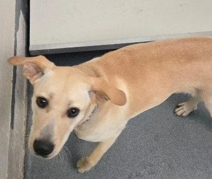 A young medium-sized female Labrador Retriever dog named Da Becky for adoption in Glen Allen, VA