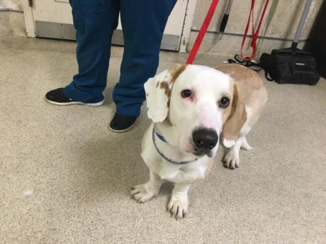 An adult medium-sized male Basset Hound dog named Chappi for adoption in Riverside, CA