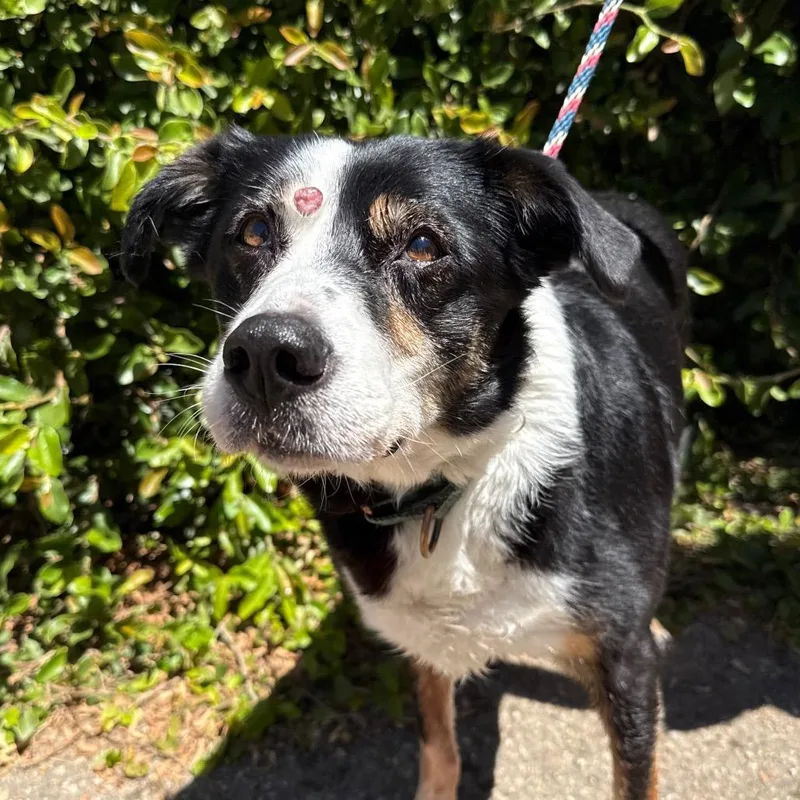 An adult medium-sized female Black Australian Shepherd dog named Indie for adoption in Santa Barbara, CA