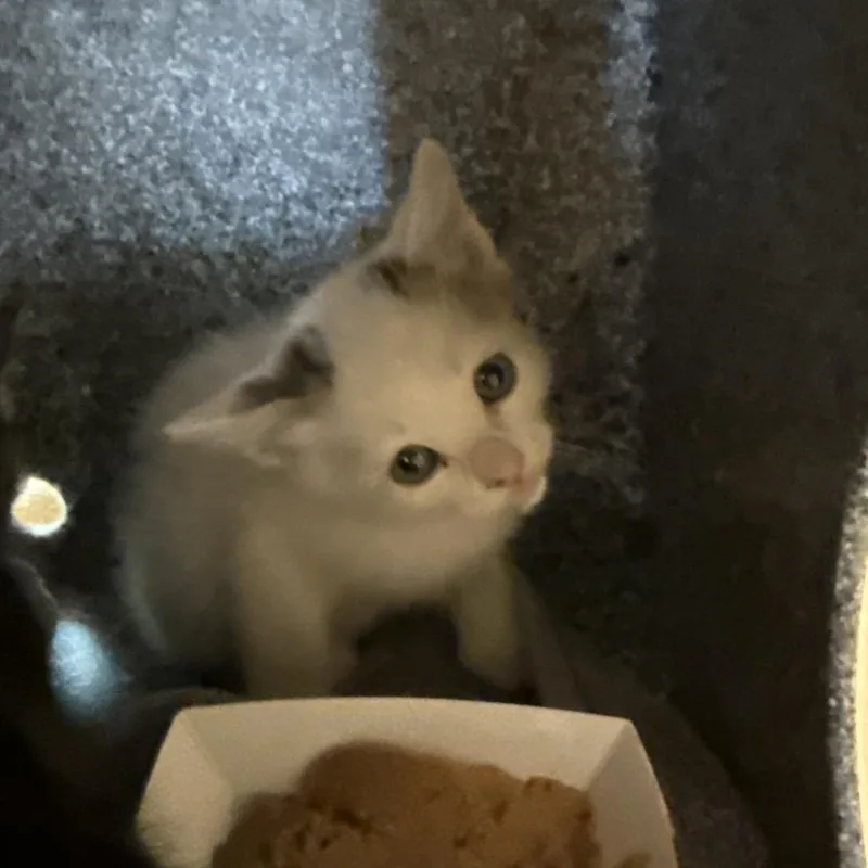 A baby small-sized male White Domestic Short Hair cat named Bear for adoption in Pasadena, CA