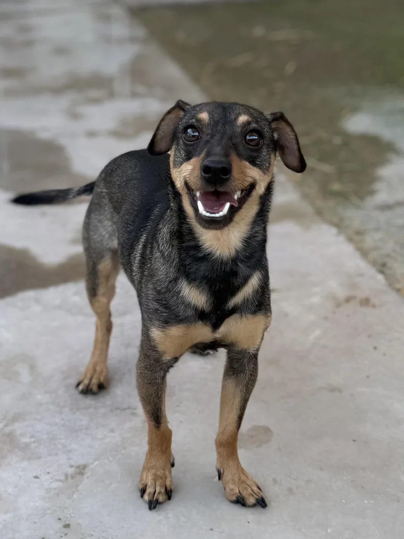 A young small-sized male Jack Russell Terrier dog named Russo for adoption in Boulder City, NV