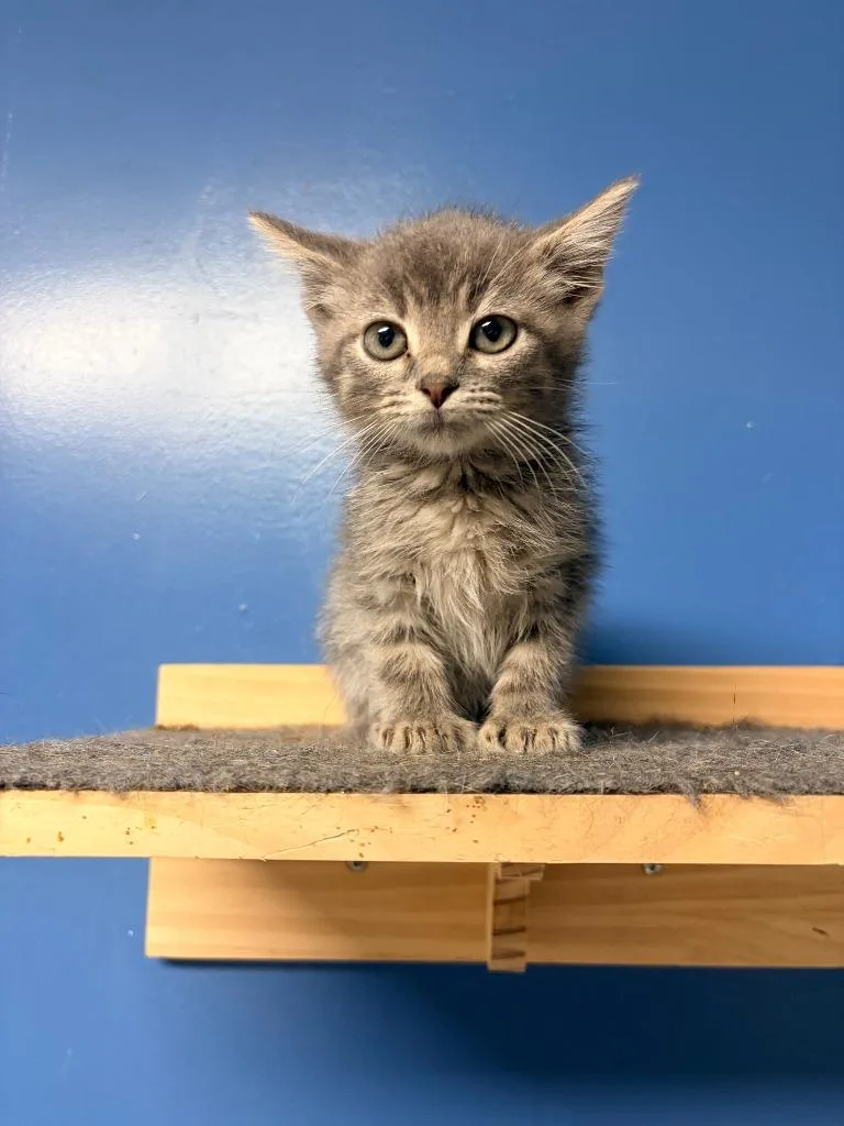 A baby medium-sized male Domestic Medium Hair cat named Huck for adoption in Batesville, AR