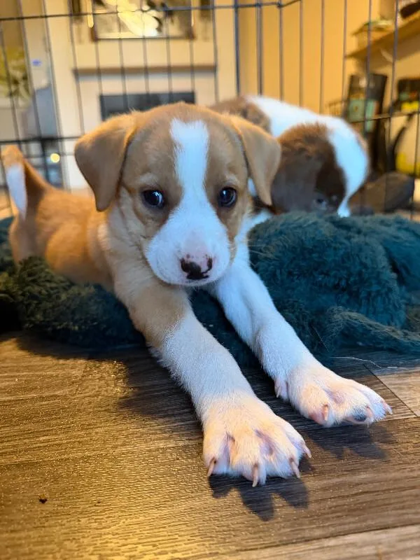 A young medium-sized female White / Cream Cattle Dog dog named Lottie for adoption in renton, WA