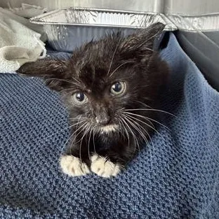 A baby small-sized male Black Domestic Short Hair cat named Jinx for adoption in Fernandina Beach, FL