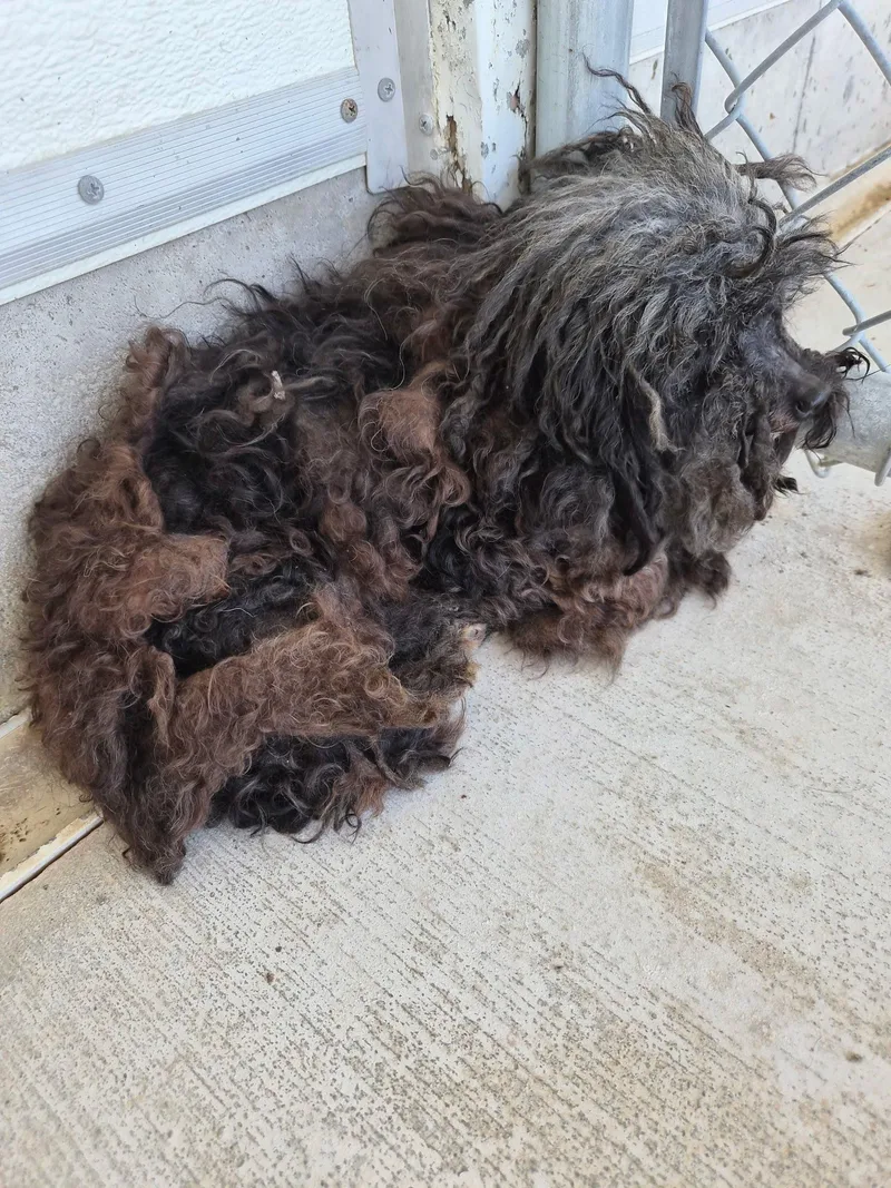 An adult small-sized male Black Poodle dog named Bug for adoption in Godfrey, IL