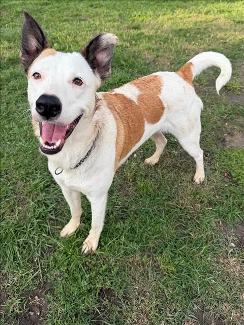 A young medium-sized female Border Collie dog named Cherry for adoption in Conroe, TX