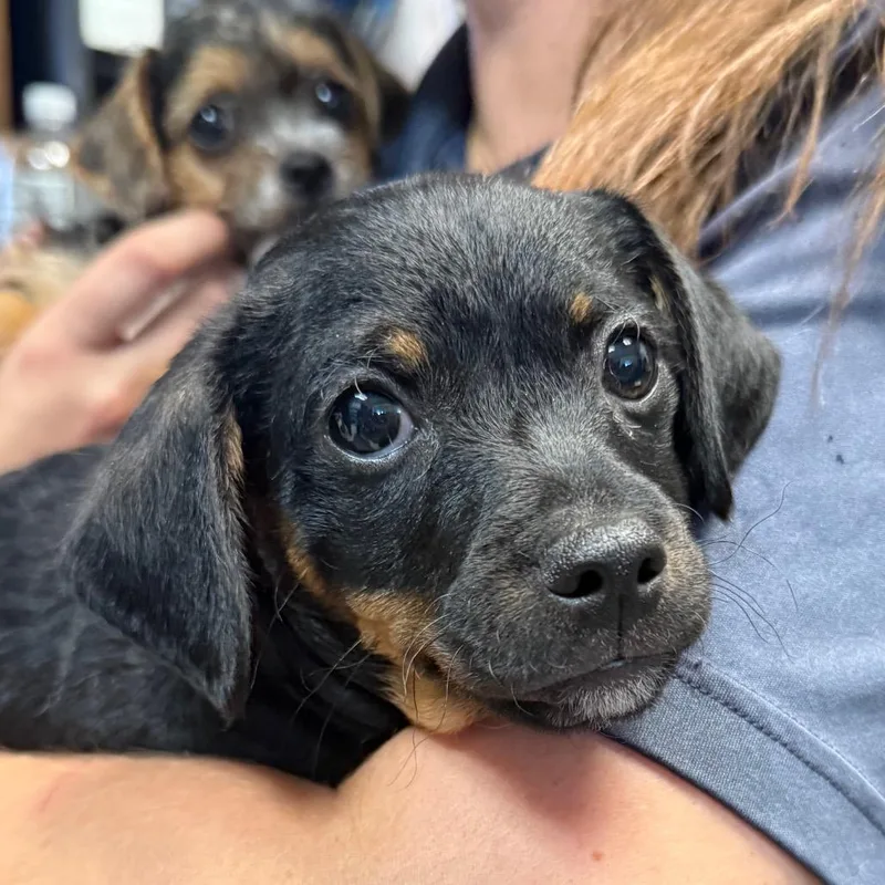 A young small-sized male Black Terrier dog named Jimmy for adoption in Jacksonville, AR