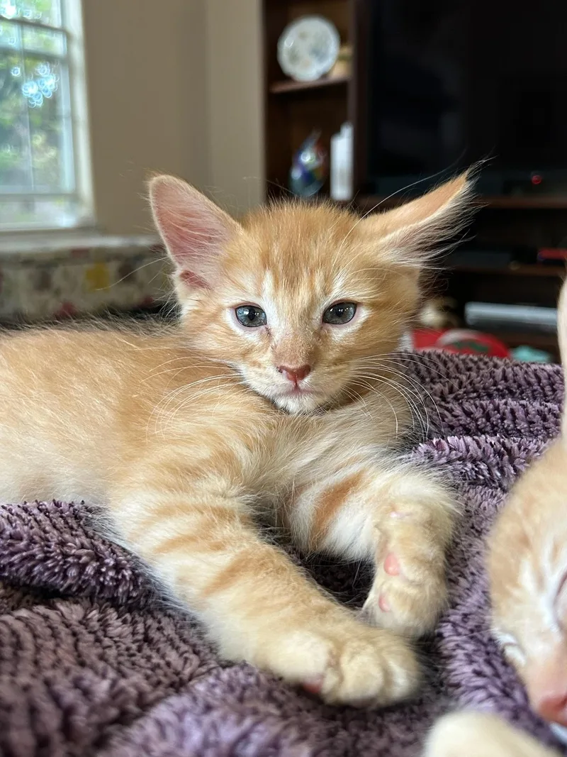 A baby medium-sized male Tabby (Orange / Red) Tabby cat named Finnick for adoption in Albuquerque, NM