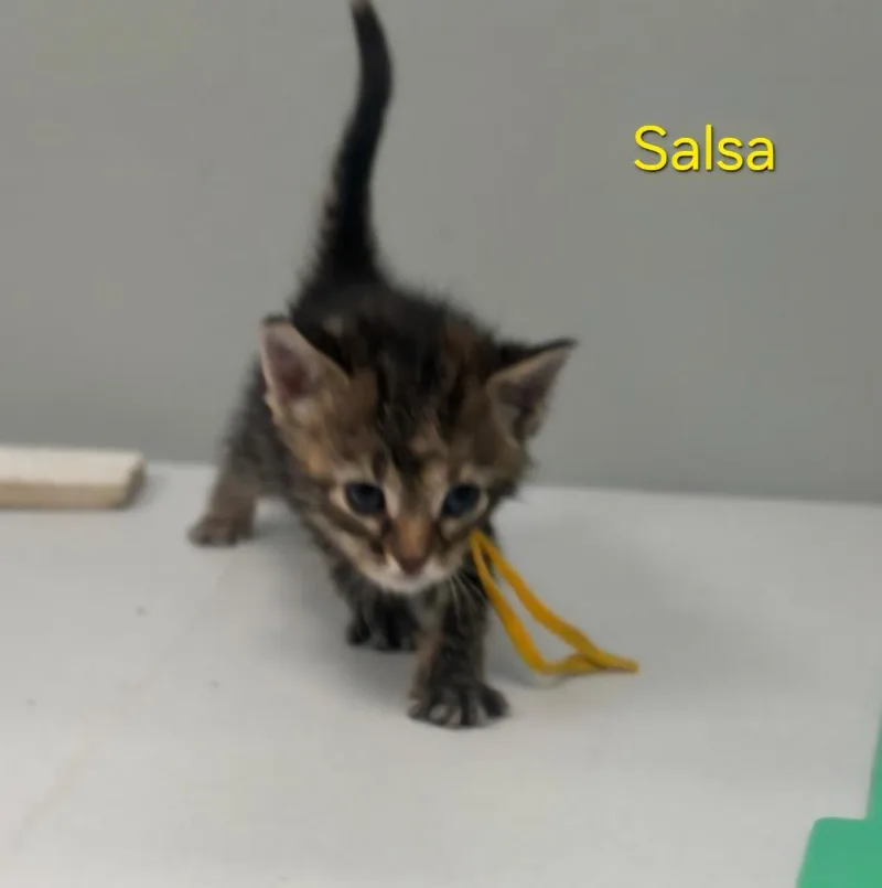 A baby small-sized female Domestic Short Hair cat named Salsa for adoption in Viroqua, WI