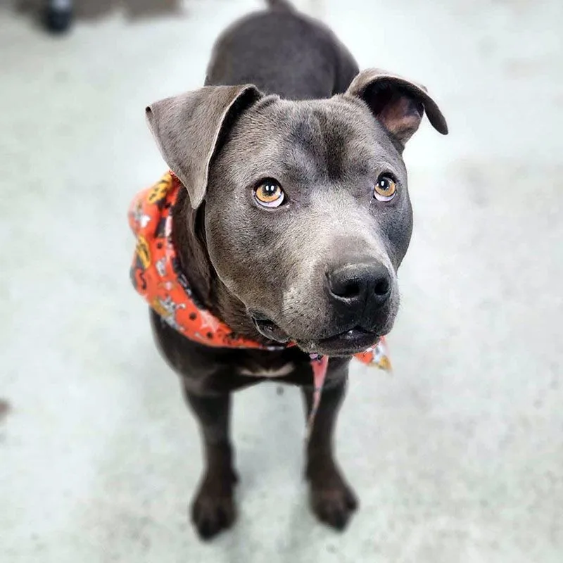 An adult large-sized male Pit Bull Terrier dog named Oscar for adoption in Eagle, ID