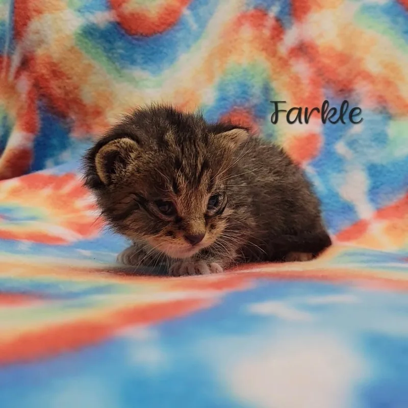 A baby small-sized female Brown / Chocolate Domestic Short Hair cat named Farkle for adoption in Parkersburg, WV