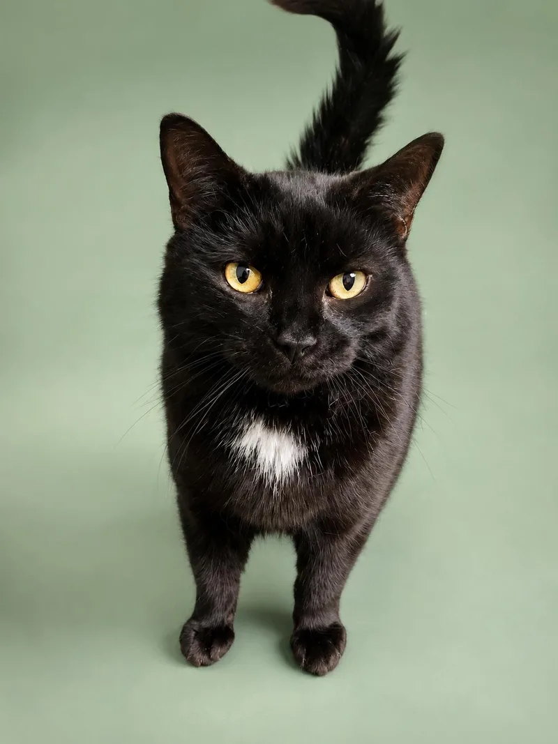 An adult medium-sized female Black & White / Tuxedo Domestic Short Hair cat named Veronica for adoption in Champaign, IL