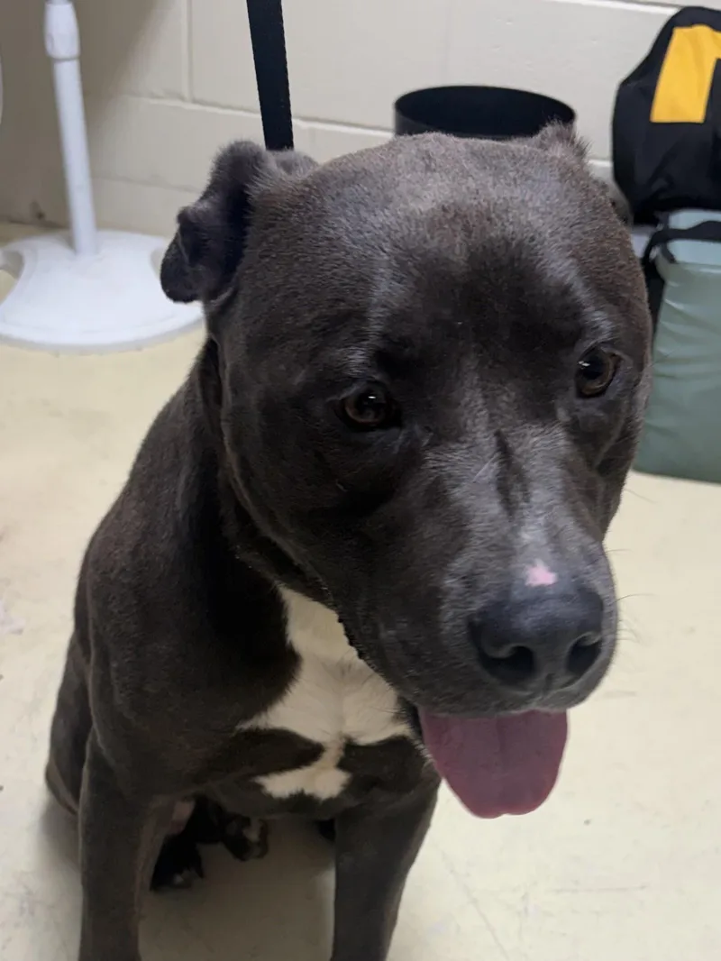 An adult large-sized male Pit Bull Terrier dog named Max for adoption in Paris , TN