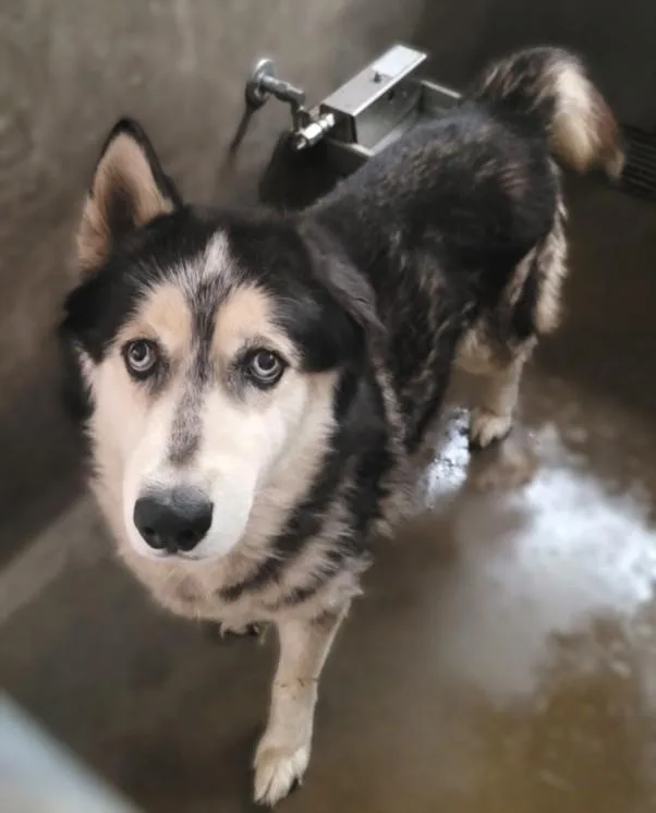 An adult large-sized male Husky dog named Max for adoption in Van Nuys, CA