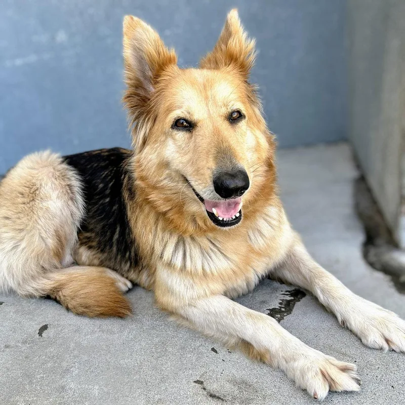 A young large-sized female German Shepherd Dog dog named Giselle for adoption in Oakland, CA