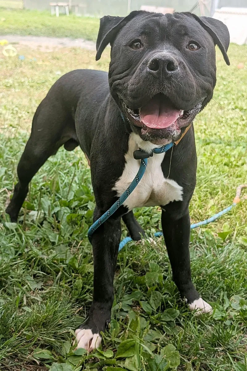 An adult medium-sized male Black Pit Bull Terrier dog named Mooshy for adoption in Chicago, IL