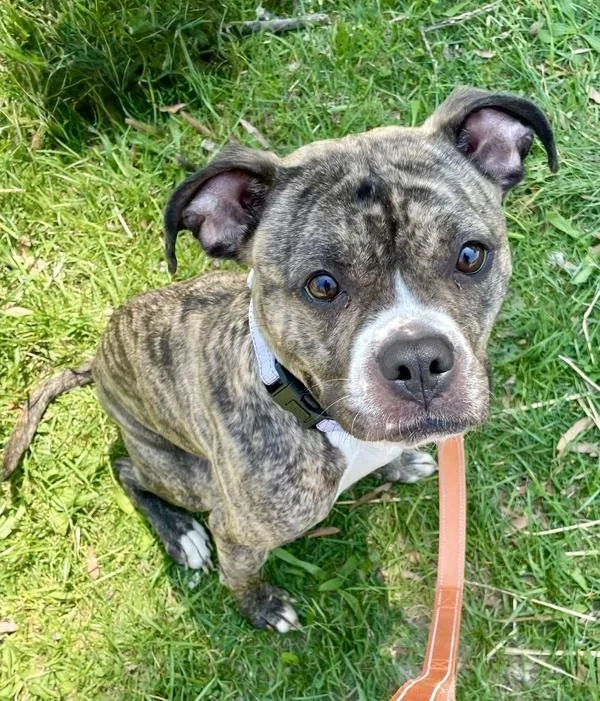 A young medium-sized female Boxer dog named Enid for adoption in Millersville, MD