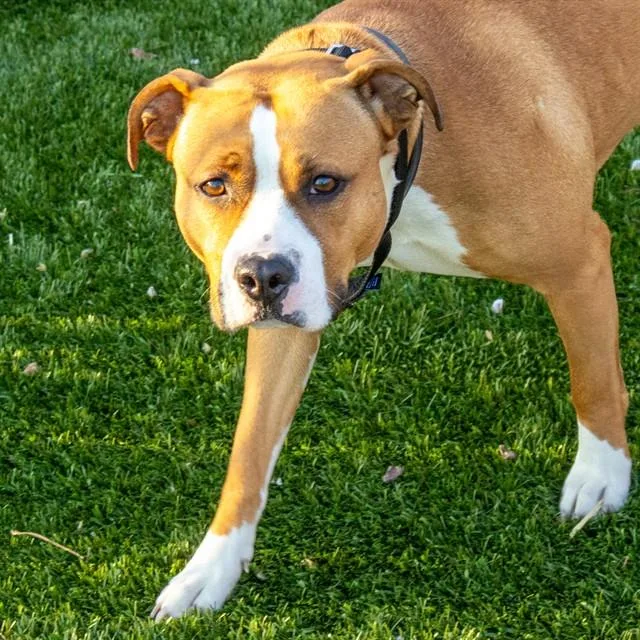 An adult medium-sized female Pit Bull Terrier dog named Carrot for adoption in St. Louis, MO