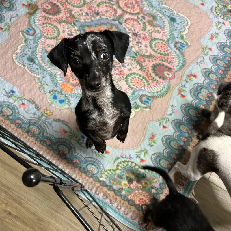 An adult small-sized female Black Miniature Dachshund dog named Nix for adoption in Chickasha, OK