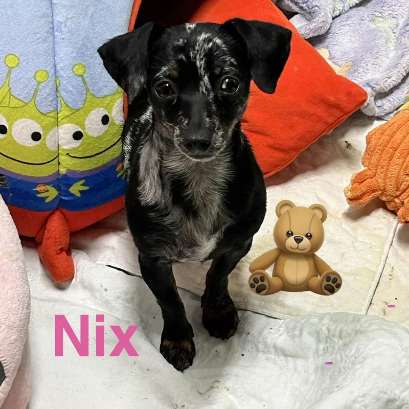 Nix thumbnail 2