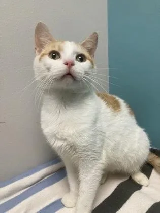 A young small-sized male Domestic Short Hair cat named Lloyd for adoption in Janesville, WI