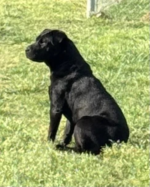 A young large-sized female Shar-Pei dog named Royce for adoption in Dallas, TX