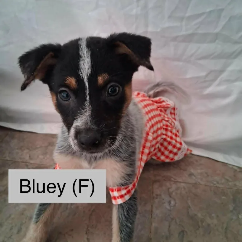 A baby medium-sized female Australian Cattle Dog / Blue Heeler dog named Bluey for adoption in PLAINFIELD, CT