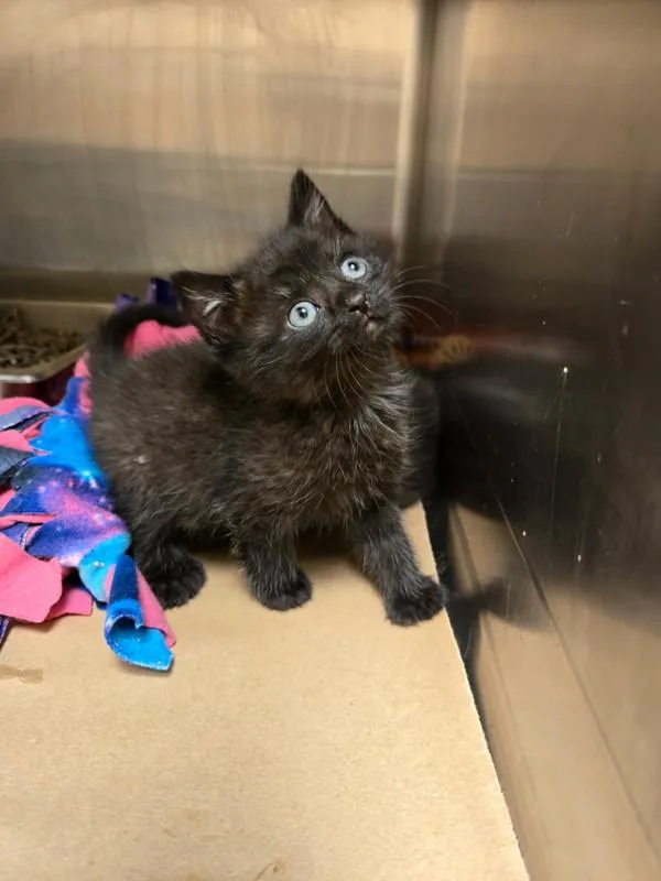 A baby small-sized female Domestic Short Hair cat named Fern for adoption in Kennewick, WA