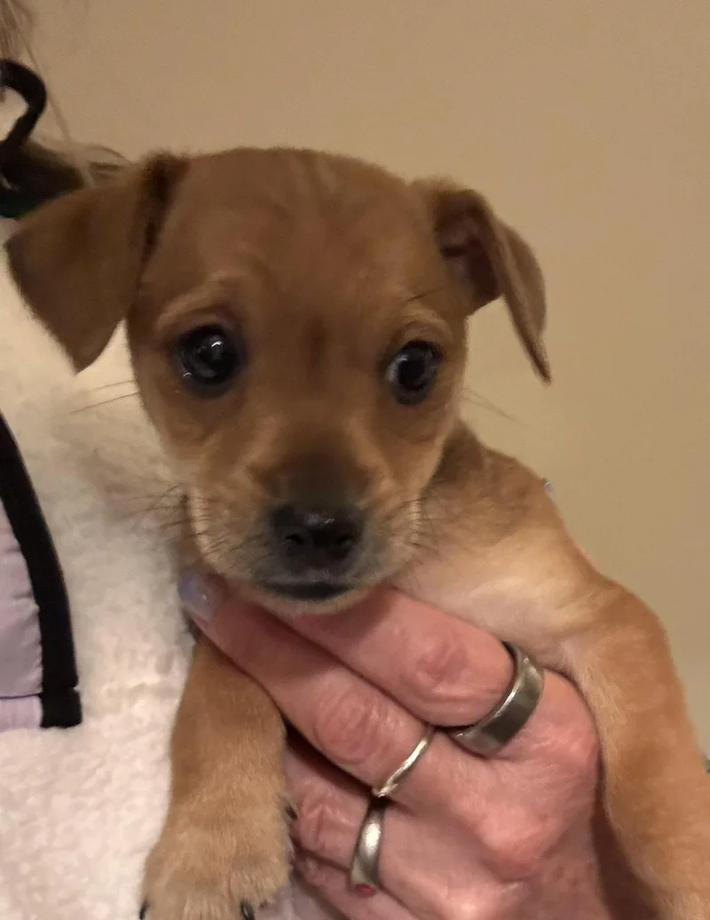 Theodore thumbnail 2