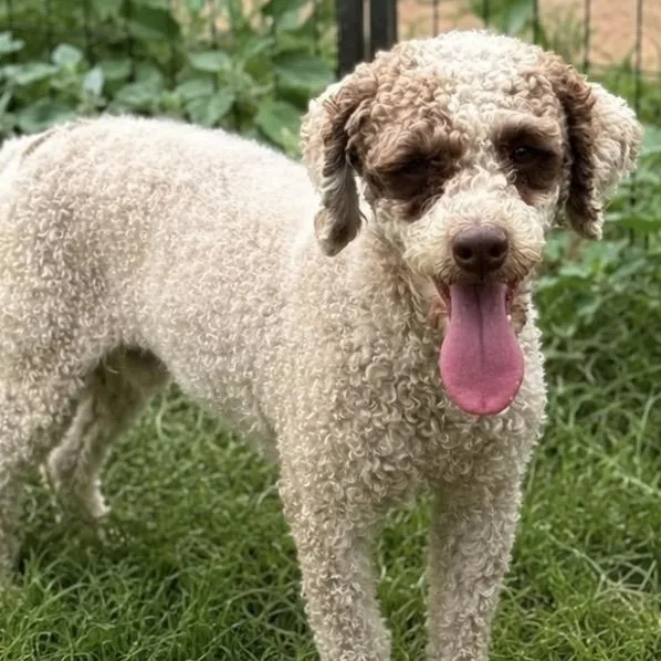 An adult small-sized male Brown / Chocolate Poodle (Toy) dog named Tuffie for adoption in Pelham, NH