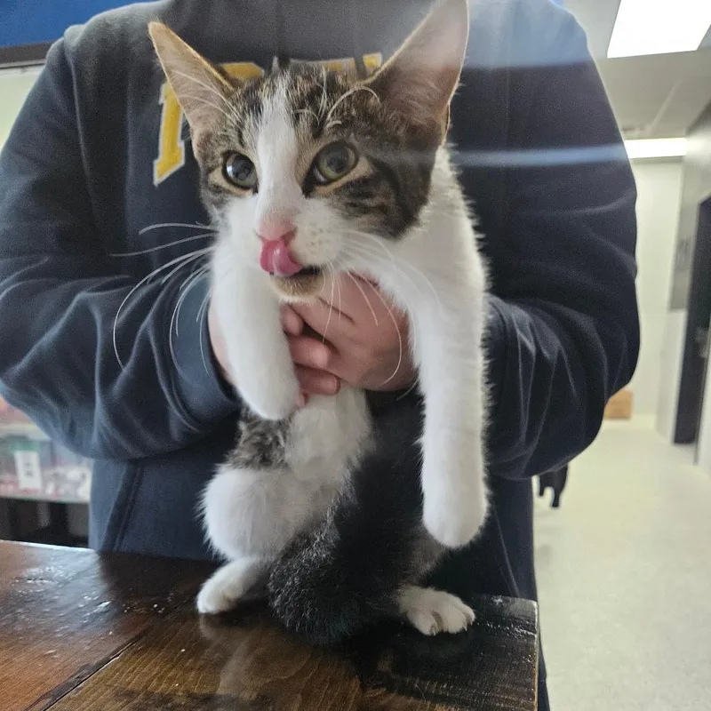 A baby small-sized male Domestic Medium Hair cat named Lipstick for adoption in Monticello, IA