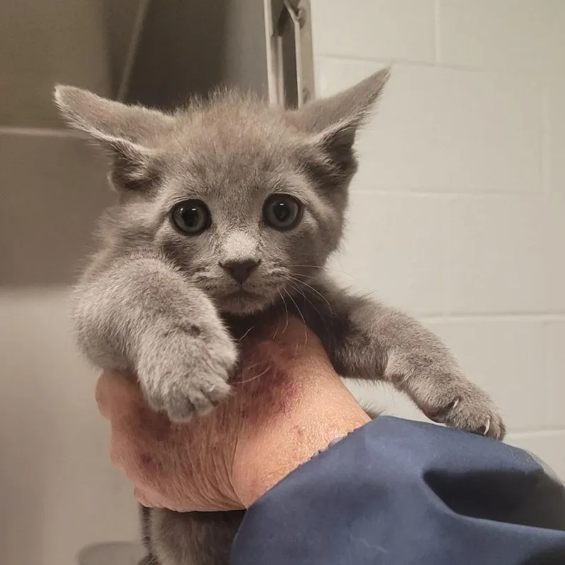 A baby small-sized male Gray / Blue / Silver Domestic Short Hair cat named Scrappyc for adoption in East Saint Louis, IL