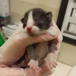 A baby small-sized female Black Domestic Short Hair cat named The One I Love for adoption in Lynchburg, VA