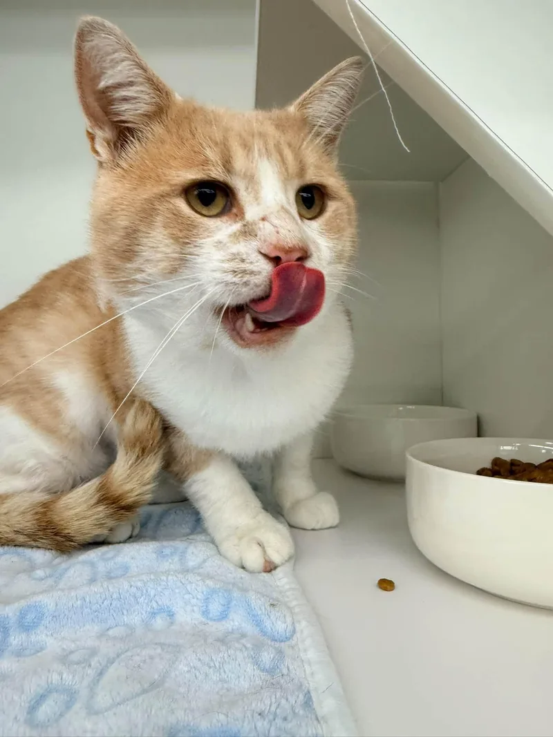 A young large-sized male Domestic Short Hair cat named Jake from State Farm for adoption in Cleveland, OH