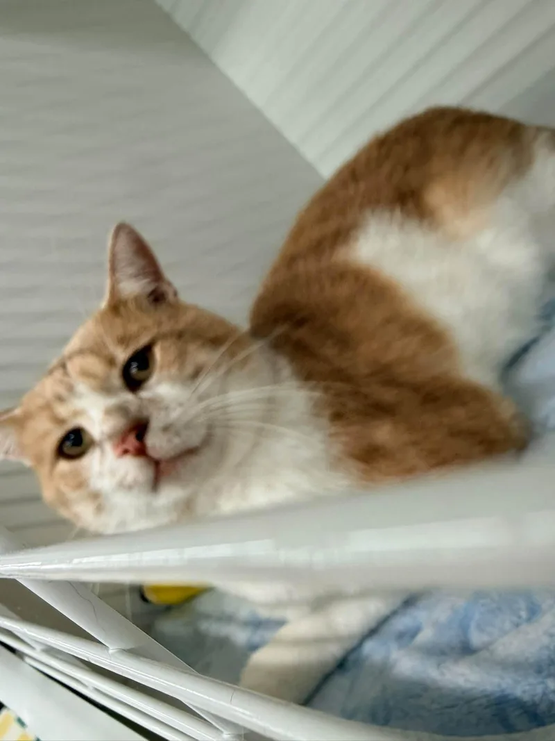 Jake from State Farm thumbnail 2