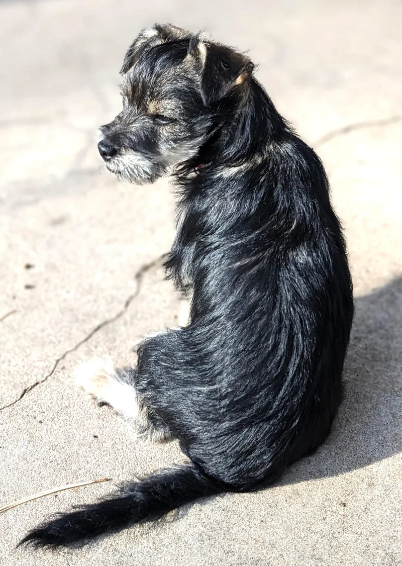 A young small-sized male Terrier dog named Junior for adoption in Denver, CO
