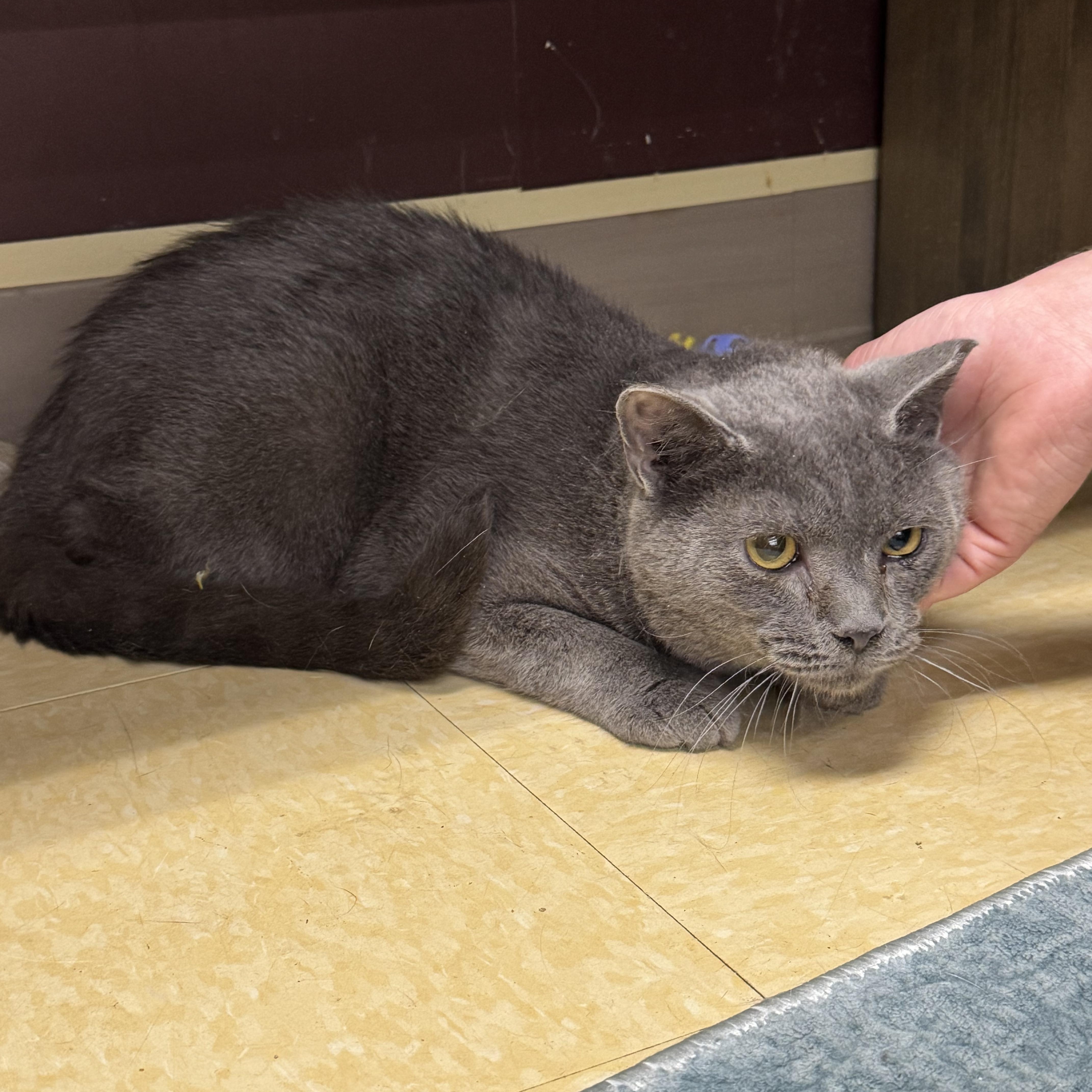 An adult medium-sized male Gray / Blue / Silver Domestic Short Hair cat named London for adoption in Easley, SC