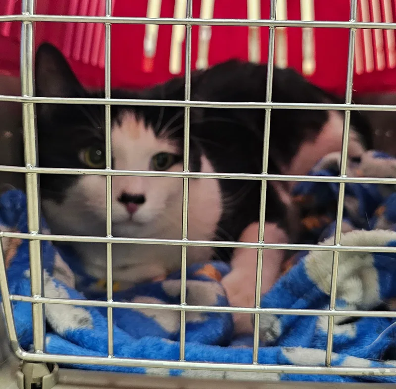 An adult large-sized male Black & White / Tuxedo Domestic Short Hair cat named Chucky for adoption in Norwalk, CT