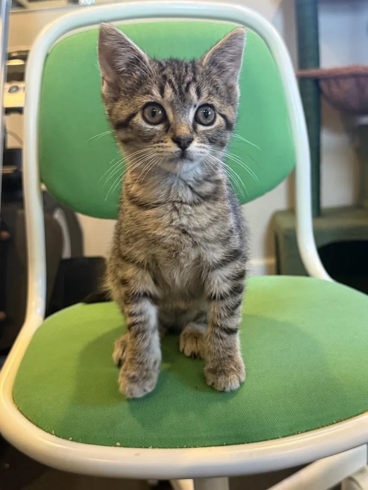 A baby small-sized female Domestic Short Hair cat named Thora for adoption in Emerald Isle, NC
