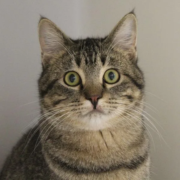 A senior medium-sized male Domestic Short Hair cat named Chuck for adoption in Des Moines, IA