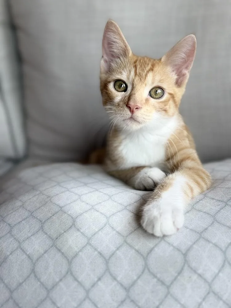 A baby small-sized male Orange & White Domestic Short Hair cat named Neville for adoption in Dallas, TX