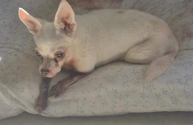 A senior small-sized male Chihuahua dog named Grandmaster for adoption in San Antonio, TX
