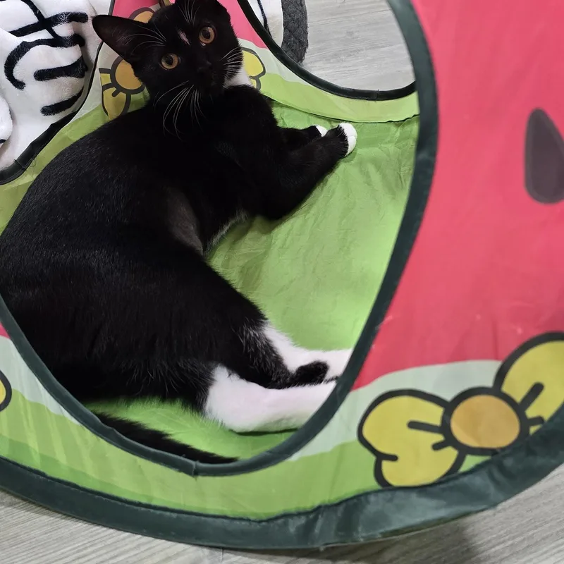A young medium-sized female Black & White / Tuxedo Domestic Short Hair cat named Wednesday for adoption in Arlington, WA