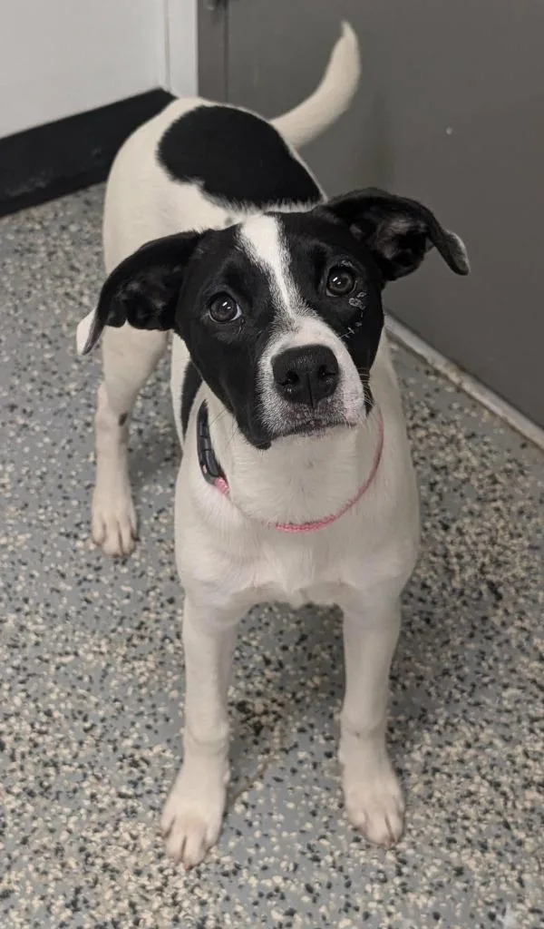 A baby medium-sized female Labrador Retriever dog named Clair for adoption in Seven Points, TX